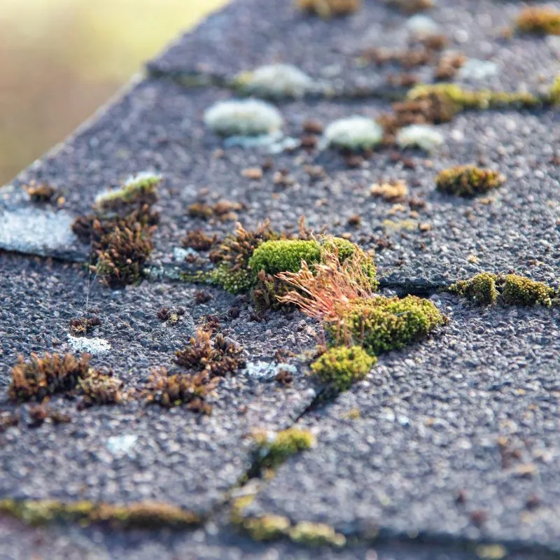 Raleigh Roof Repair
